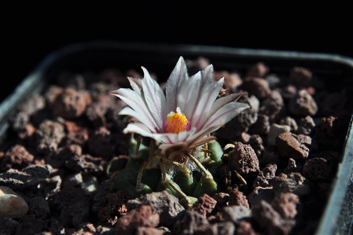 Turbinicarpus schmiedickeanus ssp. andersonii 