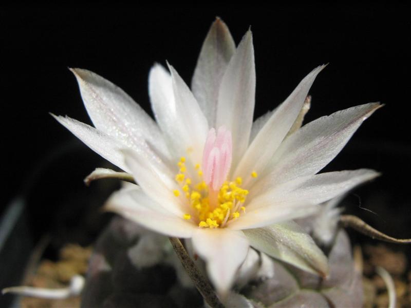 Turbinicarpus polaskii 