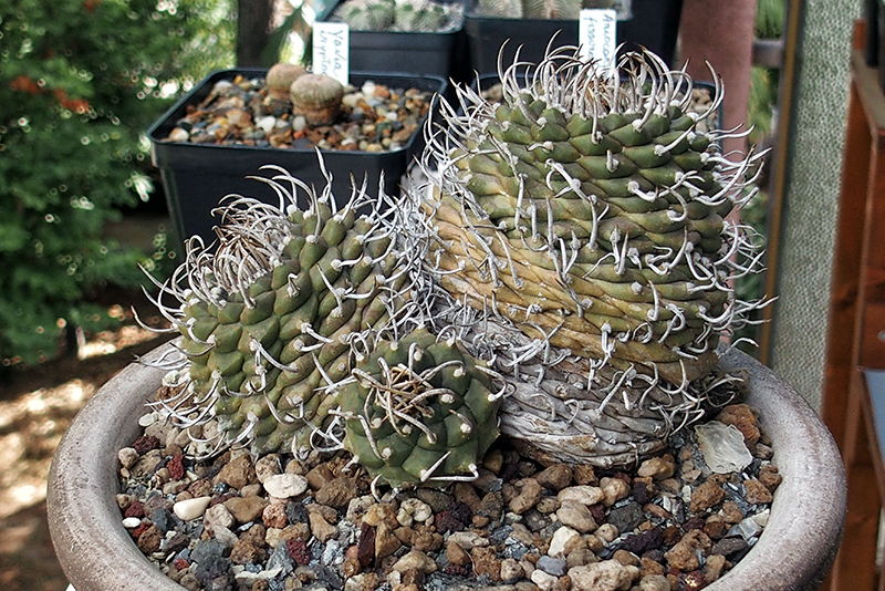 Turbinicarpus polaskii 