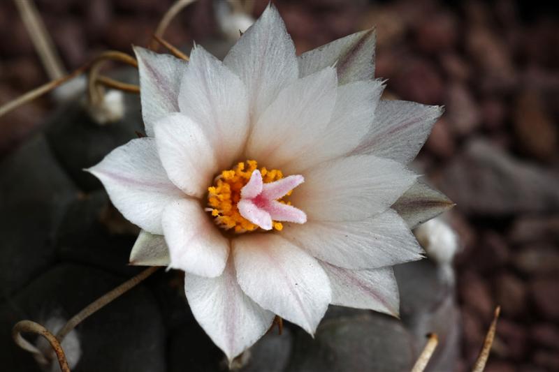 Turbinicarpus polaskii SB269