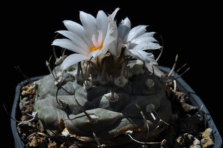 Turbinicarpus polaskii 