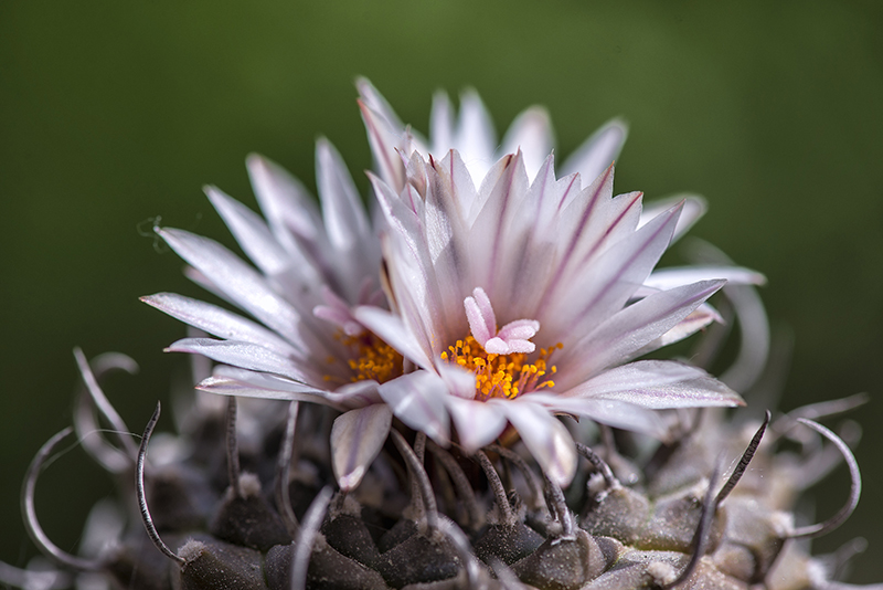 Turbinicarpus polaskii 