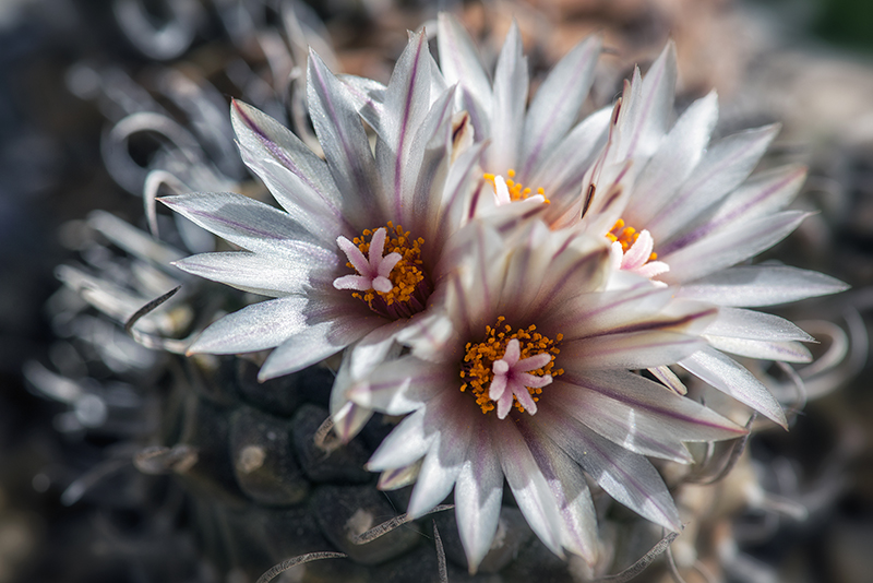 Turbinicarpus polaskii 