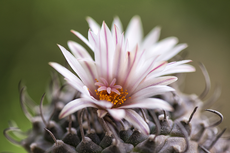 Turbinicarpus polaskii 