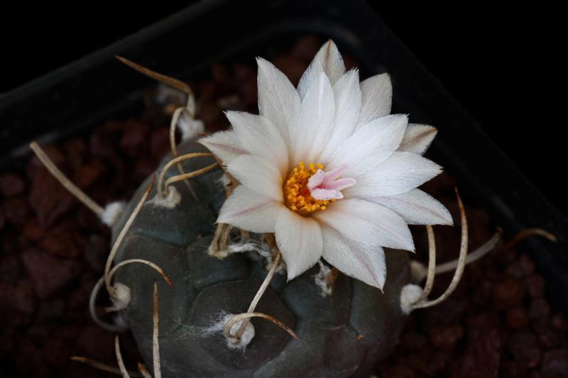 Turbinicarpus polaskii SB269