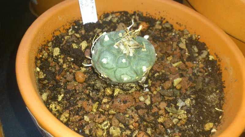   Turbinicarpus