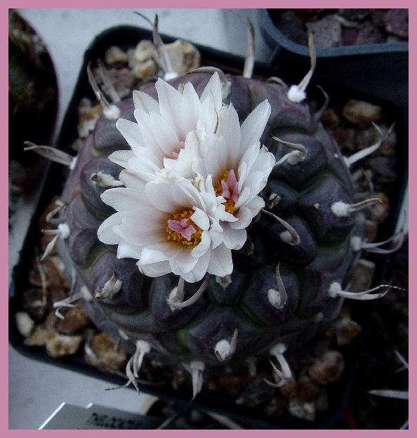 Turbinicarpus polaskii 