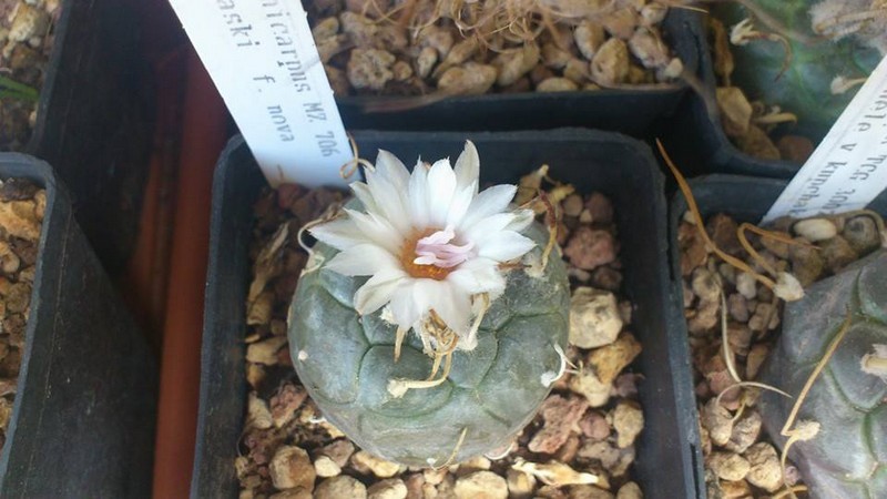 Turbinicarpus polaskii f. nova MZ 706