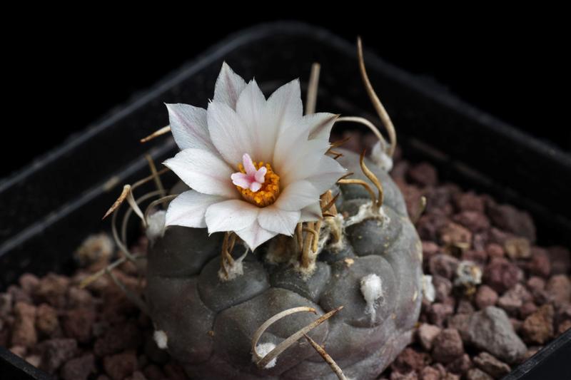 Turbinicarpus polaskii SB269