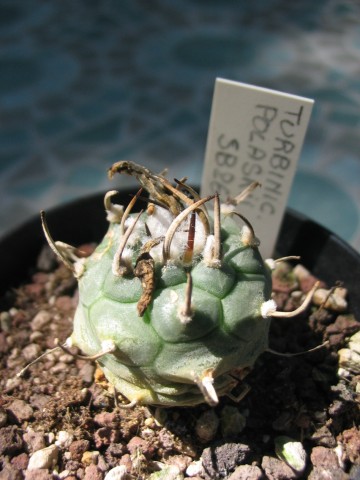 Turbinicarpus polaskii 