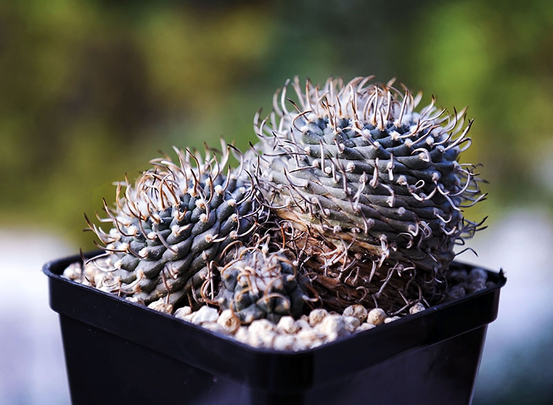 Turbinicarpus polaskii 