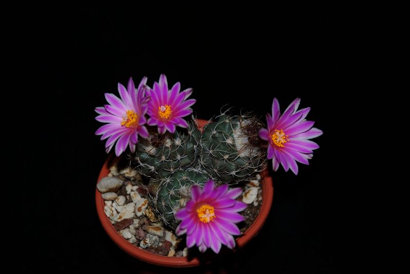 Turbinicarpus pseudomacrochele 