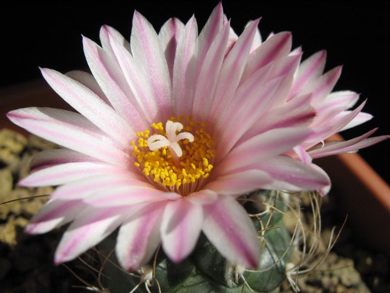 Turbinicarpus pseudomacrochele 