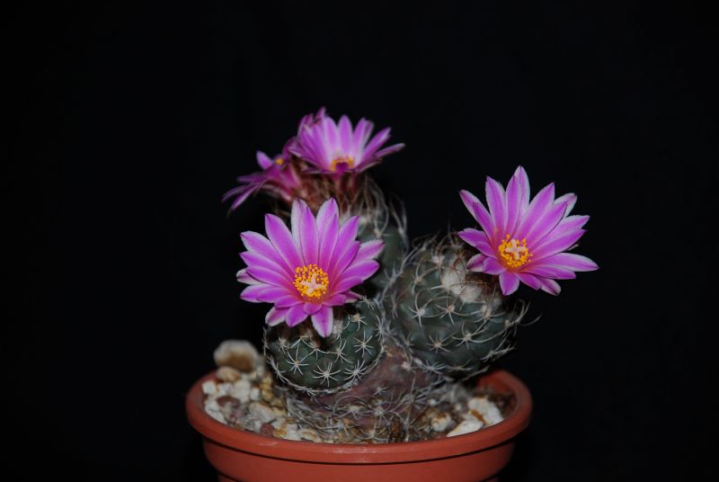 Turbinicarpus pseudomacrochele 