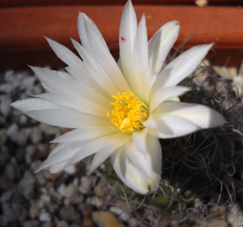 Turbinicarpus pseudomacrochele 