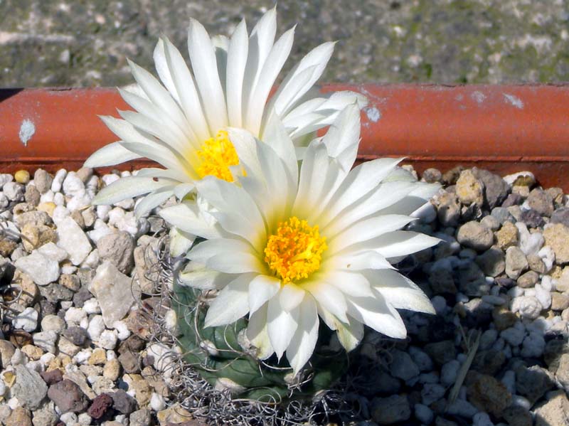 Turbinicarpus pseudomacrochele 