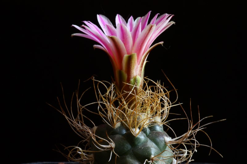 Turbinicarpus pseudomacrochele 