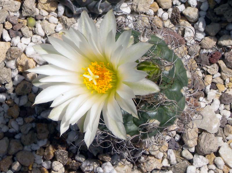 Turbinicarpus pseudomacrochele 