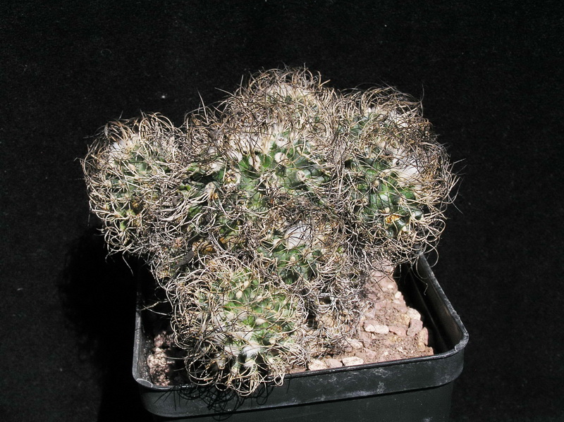 Turbinicarpus pseudomacrochele PAN 329