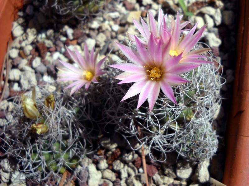 Turbinicarpus pseudomacrochele ssp. sphacelatus 