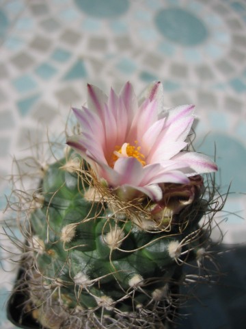 Turbinicarpus pseudomacrochele 