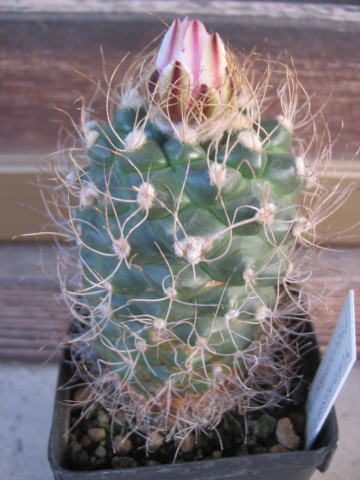 Turbinicarpus pseudomacrochele 