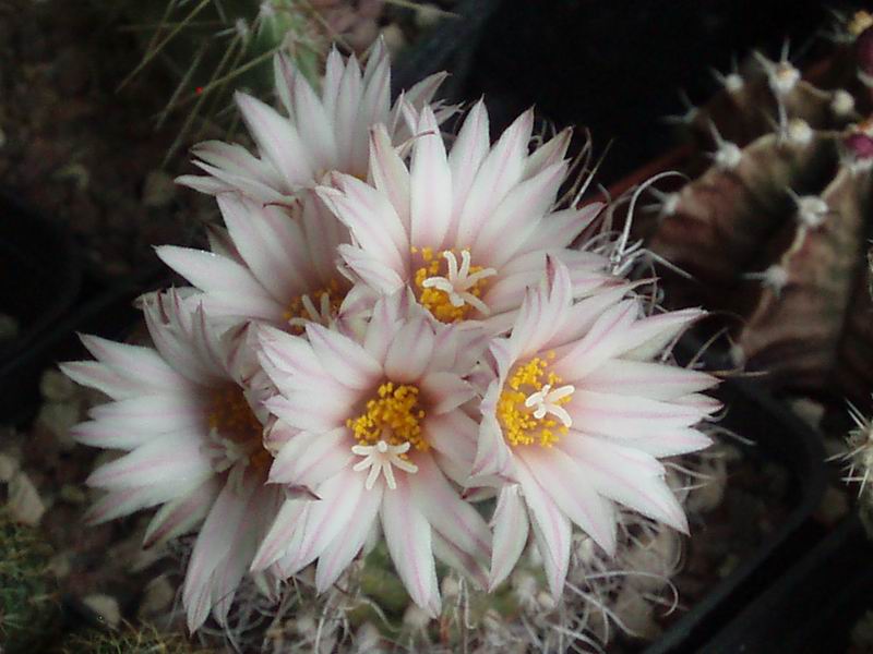 Turbinicarpus pseudomacrochele Z 192