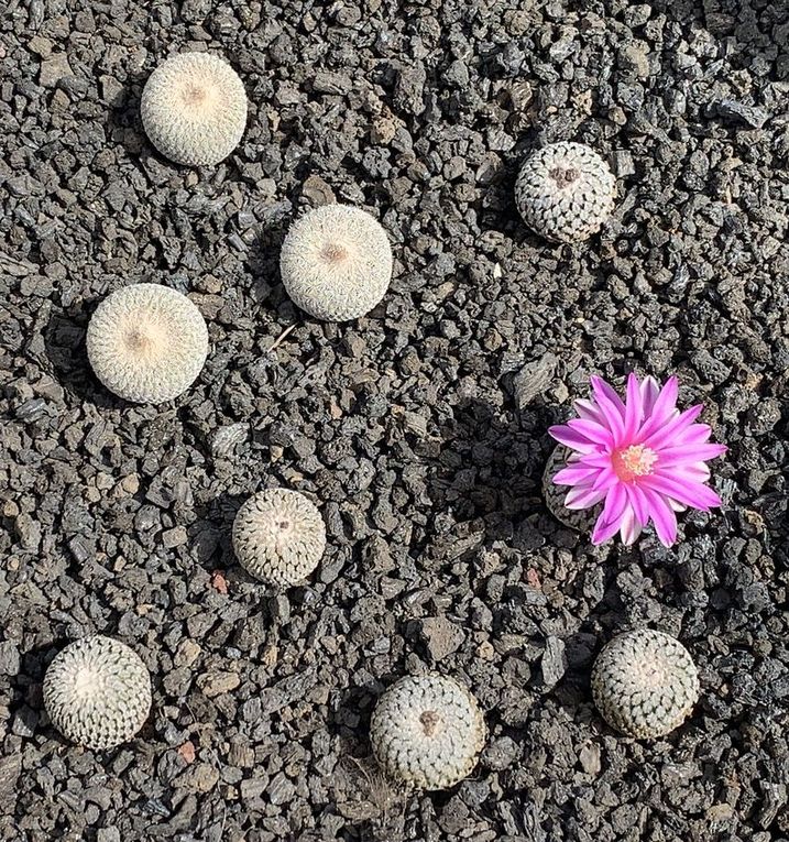 Turbinicarpus pseudopectinatus 