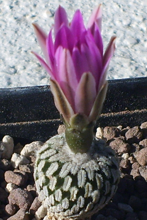 Turbinicarpus pseudopectinatus ssp. jarmilae 