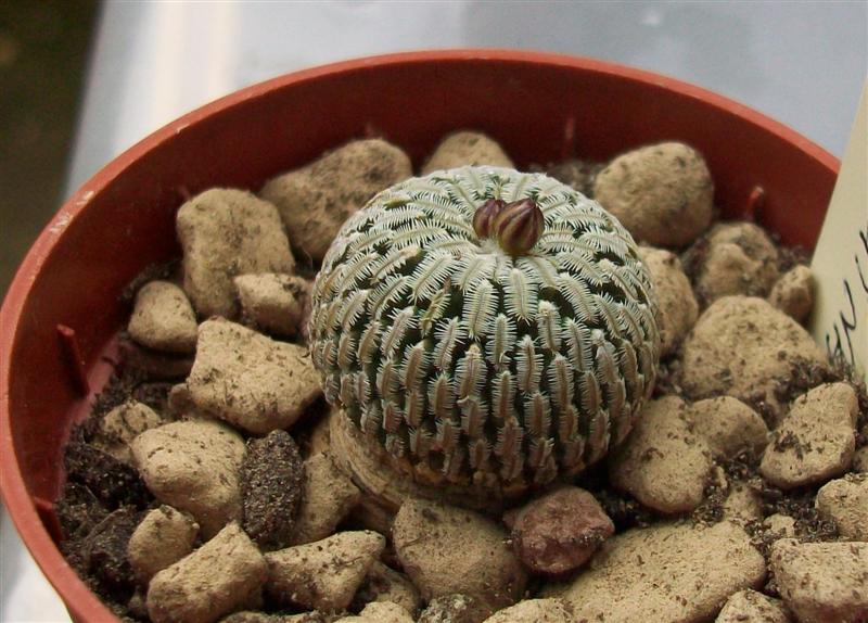 Turbinicarpus pseudopectinatus 