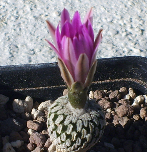 Turbinicarpus pseudopectinatus ssp. jarmilae 