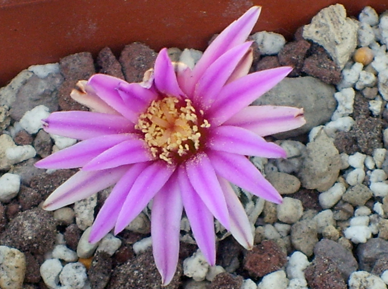 Turbinicarpus pseudopectinatus ssp. jarmilae 