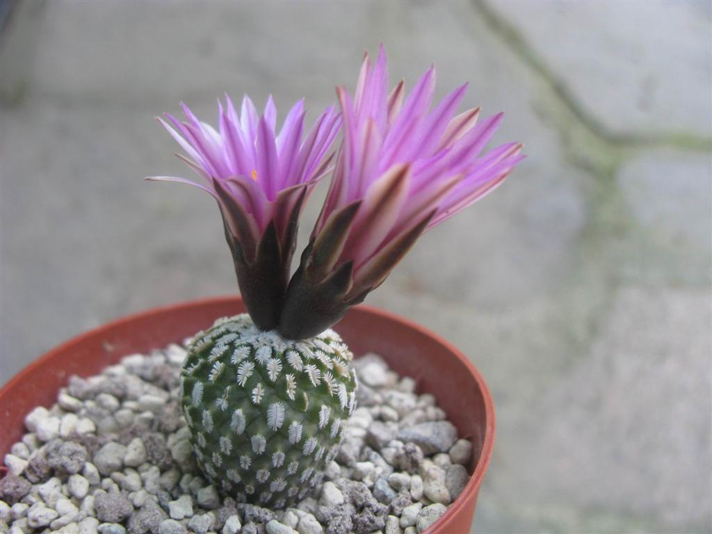 Turbinicarpus pseudopectinatus 