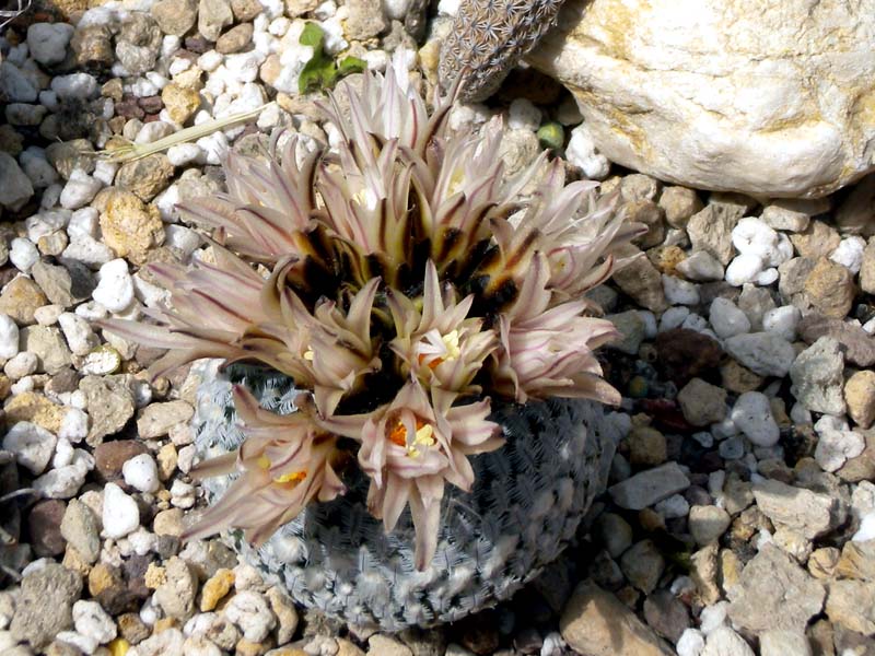 turbinicarpus pseudopectinatus v. albiflorus