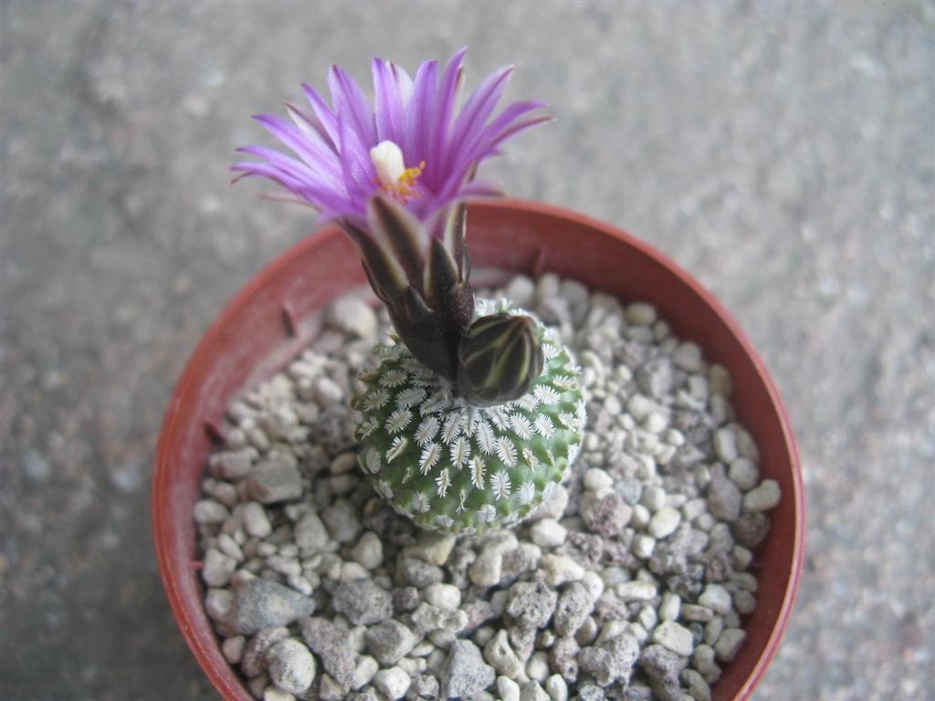 Turbinicarpus pseudopectinatus 