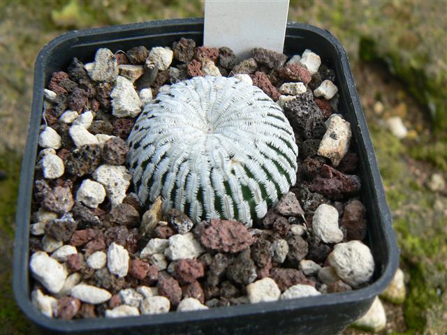 Turbinicarpus pseudopectinatus 