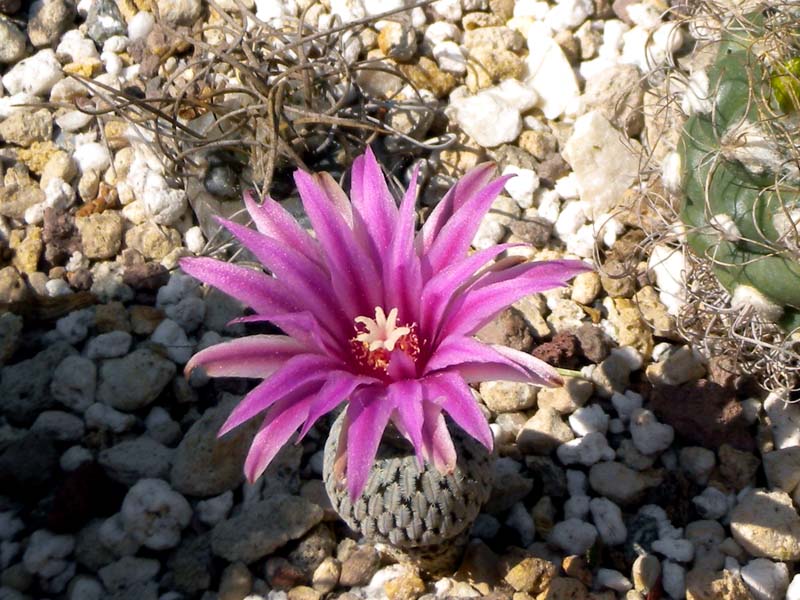 Turbinicarpus pseudopectinatus ssp. jarmilae 