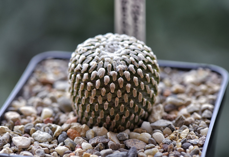 Turbinicarpus pseudopectinatus 