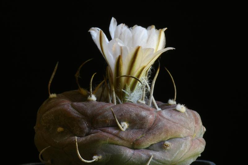 Turbinicarpus rioverdensis 