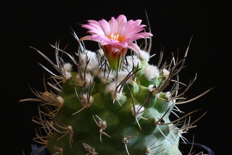 Turbinicarpus roseiflorus 