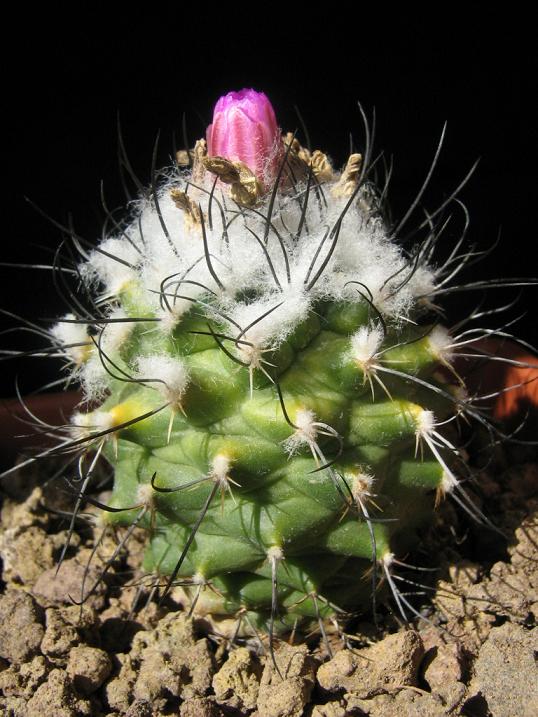 Turbinicarpus roseiflorus 