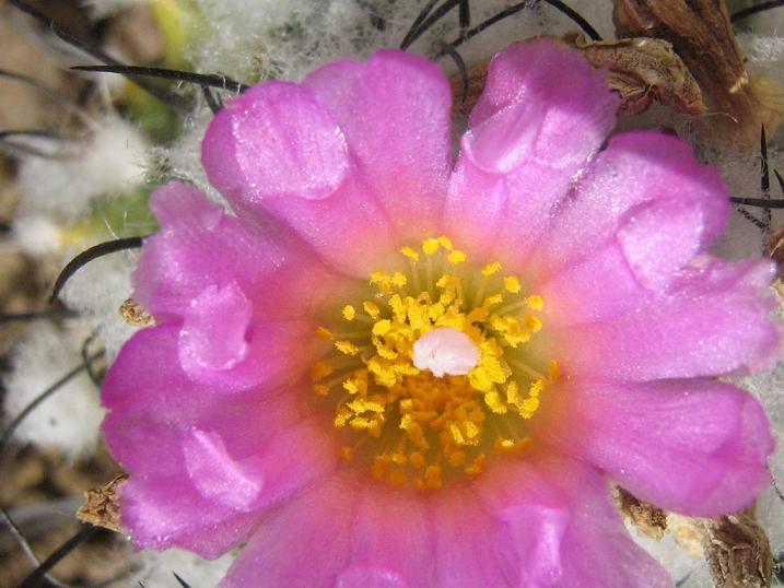 Turbinicarpus roseiflorus 