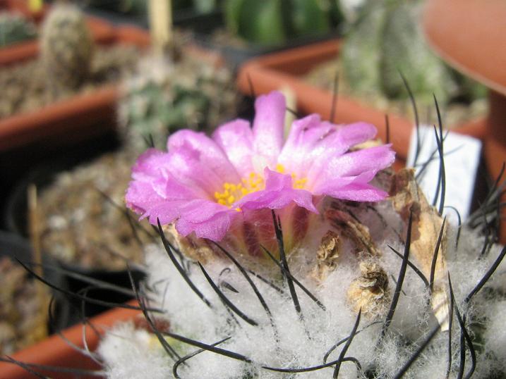 Turbinicarpus Roseiflorus 