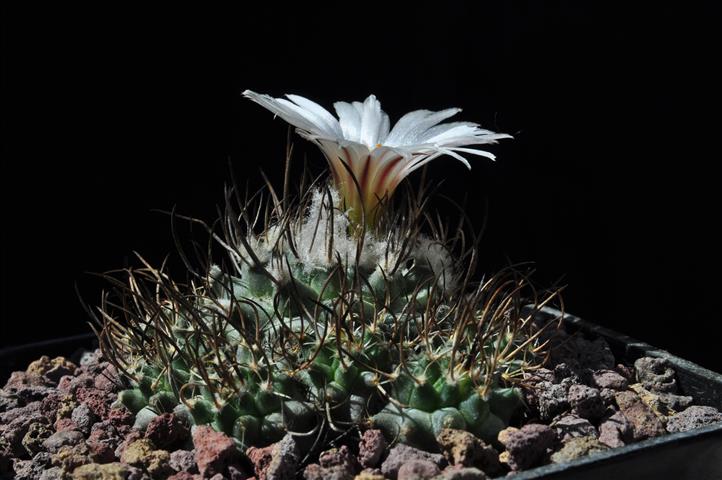 turbinicarpus roseiflorus v. albiflorus