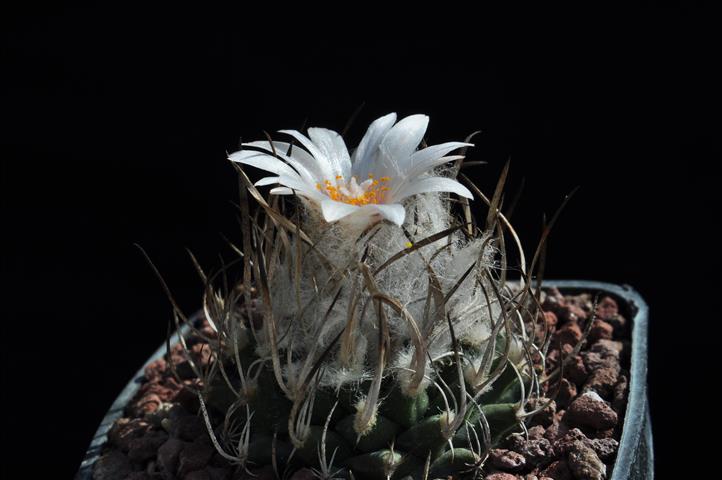 Turbinicarpus roseiflorus v. albiflorus 