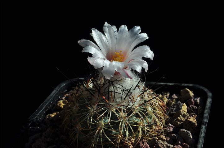 Turbinicarpus saueri 