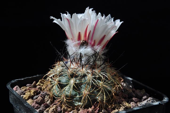 turbinicarpus saueri