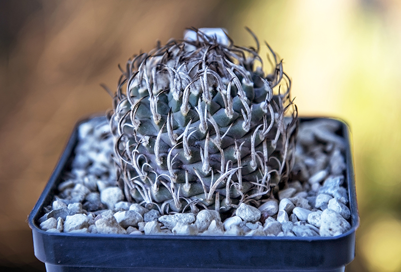 Turbinicarpus schmiedickeanus 