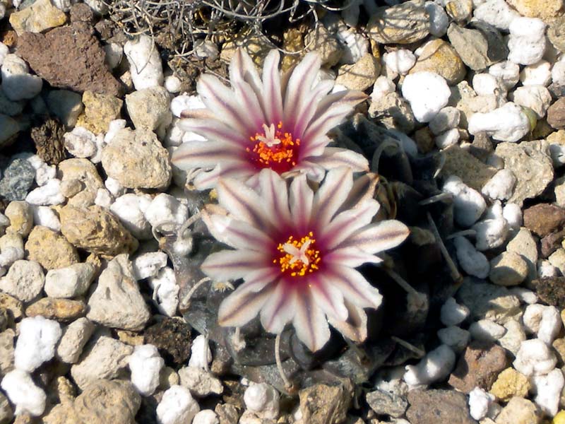 Turbinicarpus schmiedickeanus 