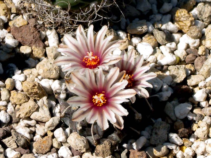 Turbinicarpus schmiedickeanus 